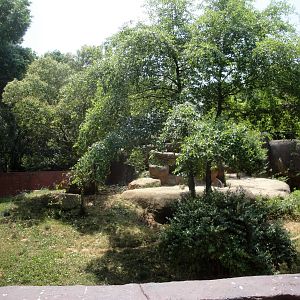 African Lion Exhibit