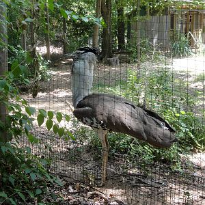 Male Kori Bustard - Snake