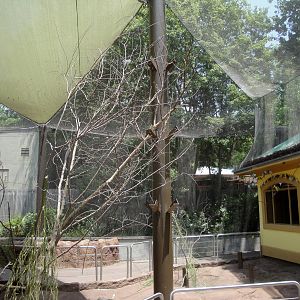 Parakeet Interactive Aviary