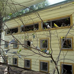 Parakeet Interactive Aviary