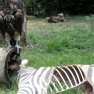 Lappet-faced Vultures
