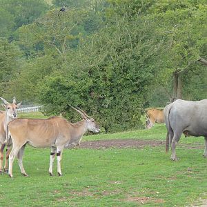 Eland and Water Buffalo