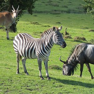 Eland, Grants Zebra and Wildebeest
