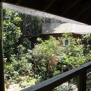 Living Treehouse Aviary