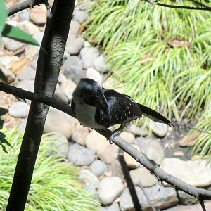 Female Von der Decken's Hornbill