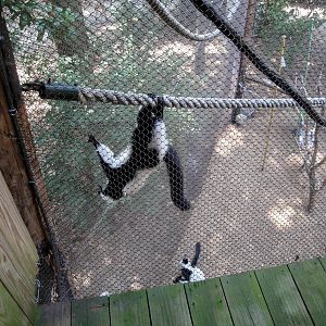 Black-and-white Ruffed Lemurs