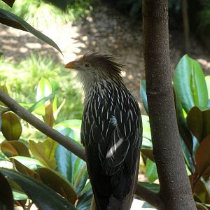 Guira Cuckoo