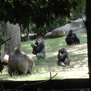 Gorillas at Feeding Time