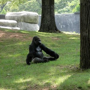 Silverback Gorilla