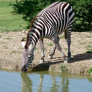Grants Zebra at the Waterhole