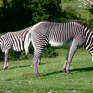 Compare the Zebra