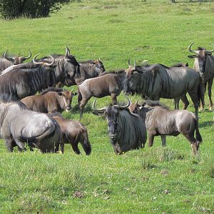 Wildebeest Herd