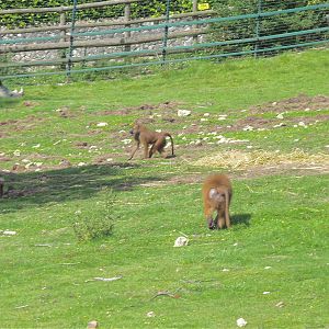Baboons and Black Rhino