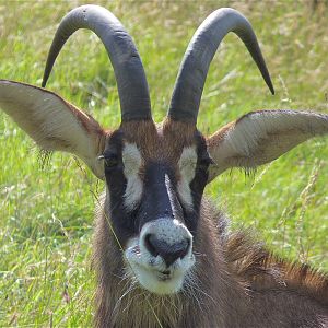 Roan Antelope