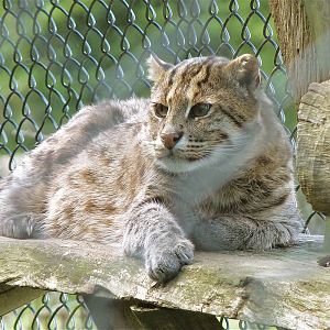 Fishing Cat