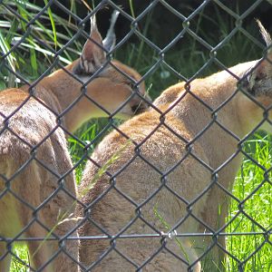 Caracals