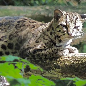 Margay
