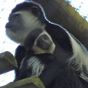 Colobus Monkey and Baby