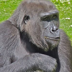 Gorilla