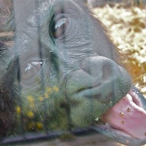 Cheeky Young Gorilla