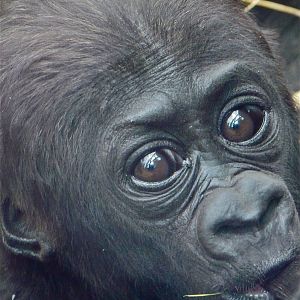 Baby Gorilla Suckling