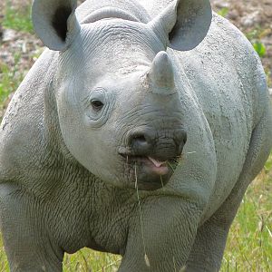 Black Rhino Calf
