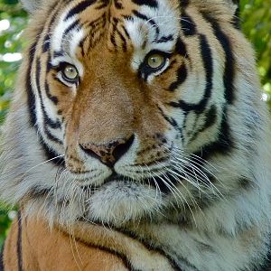 Tugar the Amur Tiger