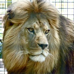 Milo the Barbary Lion