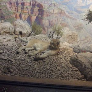 American Museum of Natural History