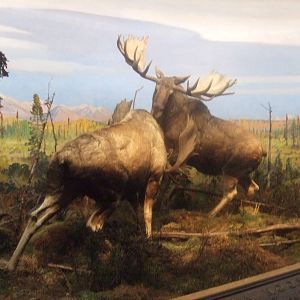 American Museum of Natural History