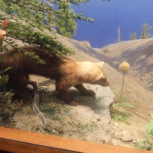 American Museum of Natural History