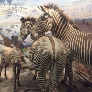 American Museum of Natural History