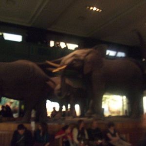 American Museum of Natural History