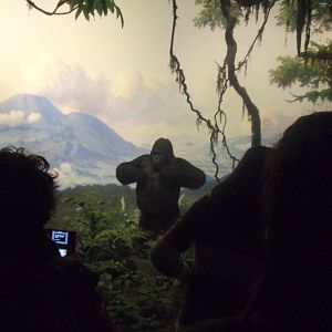 American Museum of Natural History