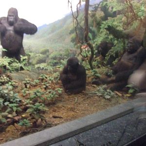 American Museum of Natural History