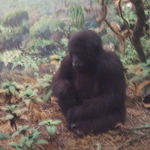 American Museum of Natural History