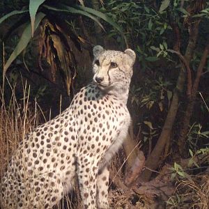 American Museum of Natural History