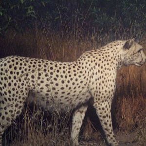 American Museum of Natural History