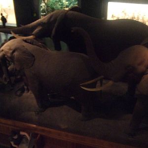 American Museum of Natural History