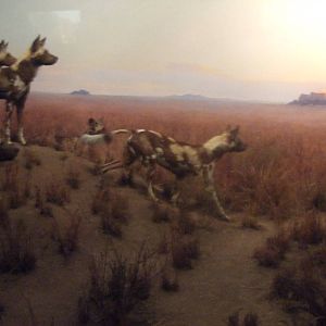 American Museum of Natural History