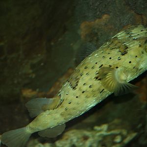Pufferfish sp?