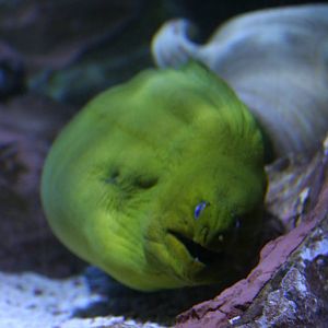 Green moray eel