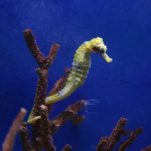 Seahorse sp?