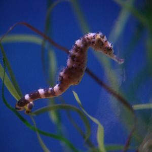 Seahorse sp?