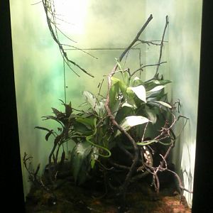 Reptile House- Asian Vine Snake exhibit