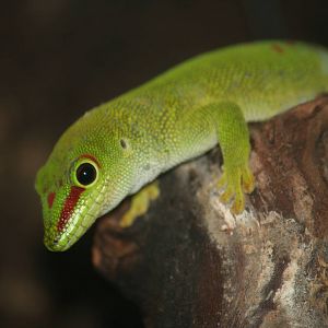 Day gecko