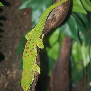 Day gecko