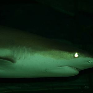 Sandbar or Black-tip reef shark