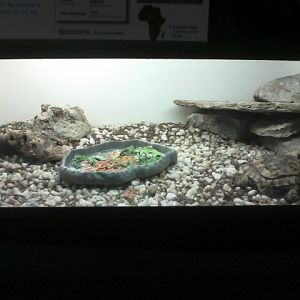 Reptile House- Pancake Tortoise exhibit