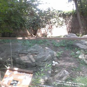 Dragons!- Part of the Komodo Dragon Outdoor exhibit